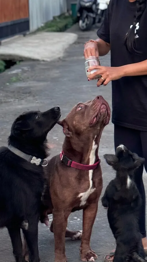 Ellie with her dogs — DogCareBali