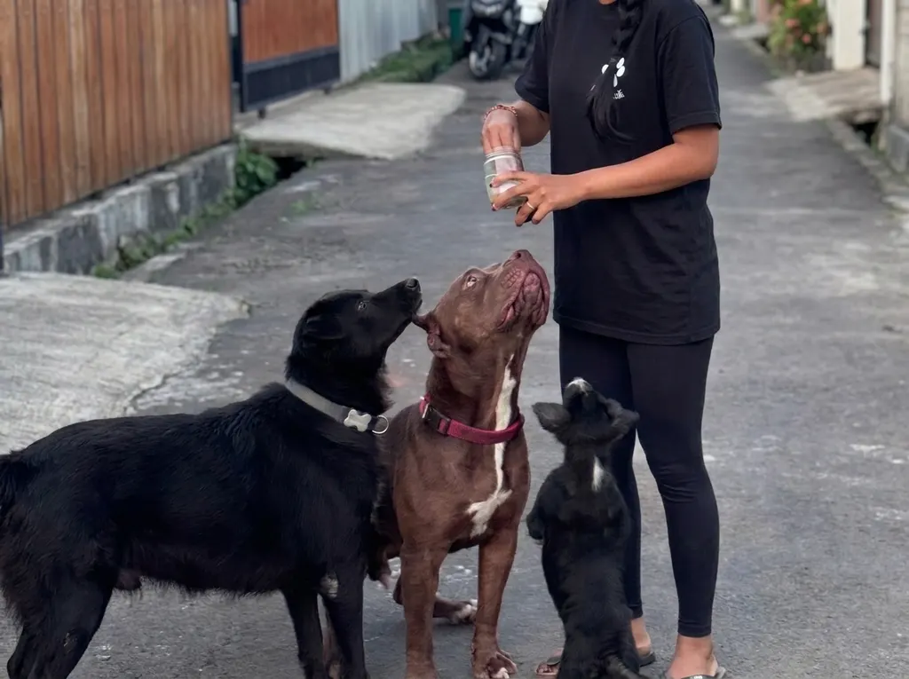 Hands-on dog training in Bali by DogCareBali
